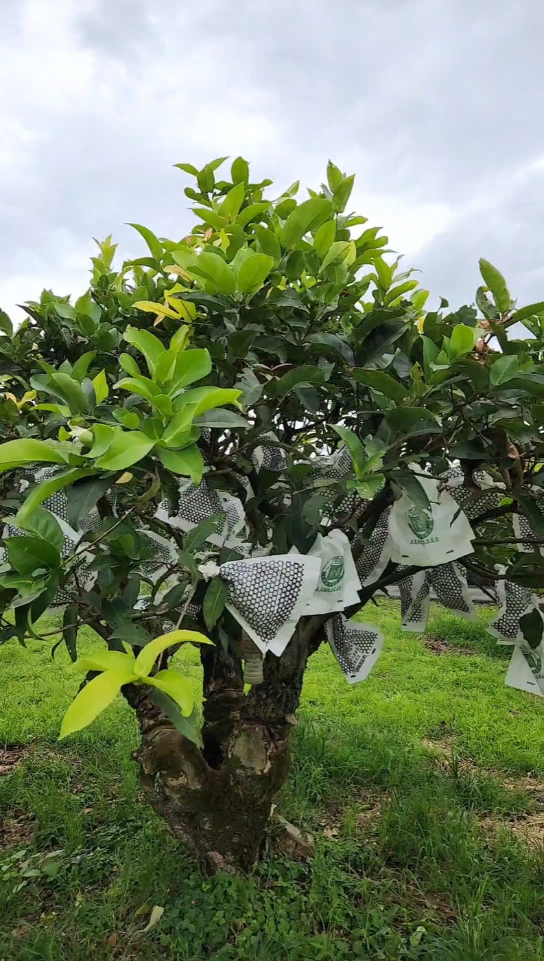 李家果園的柚子樹，果實套著袋